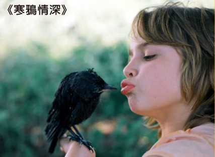 寒鴉情深