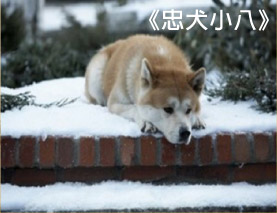 忠犬小八