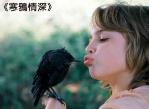 寒鴉情深